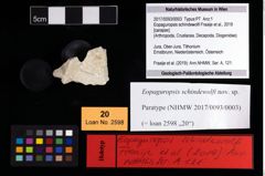 Foto (Objekt + Etikett) von Eopaguropsis schindewolfi (Fraaije et al., 2019)  (NHMW-GEO-2017-0093-0003)